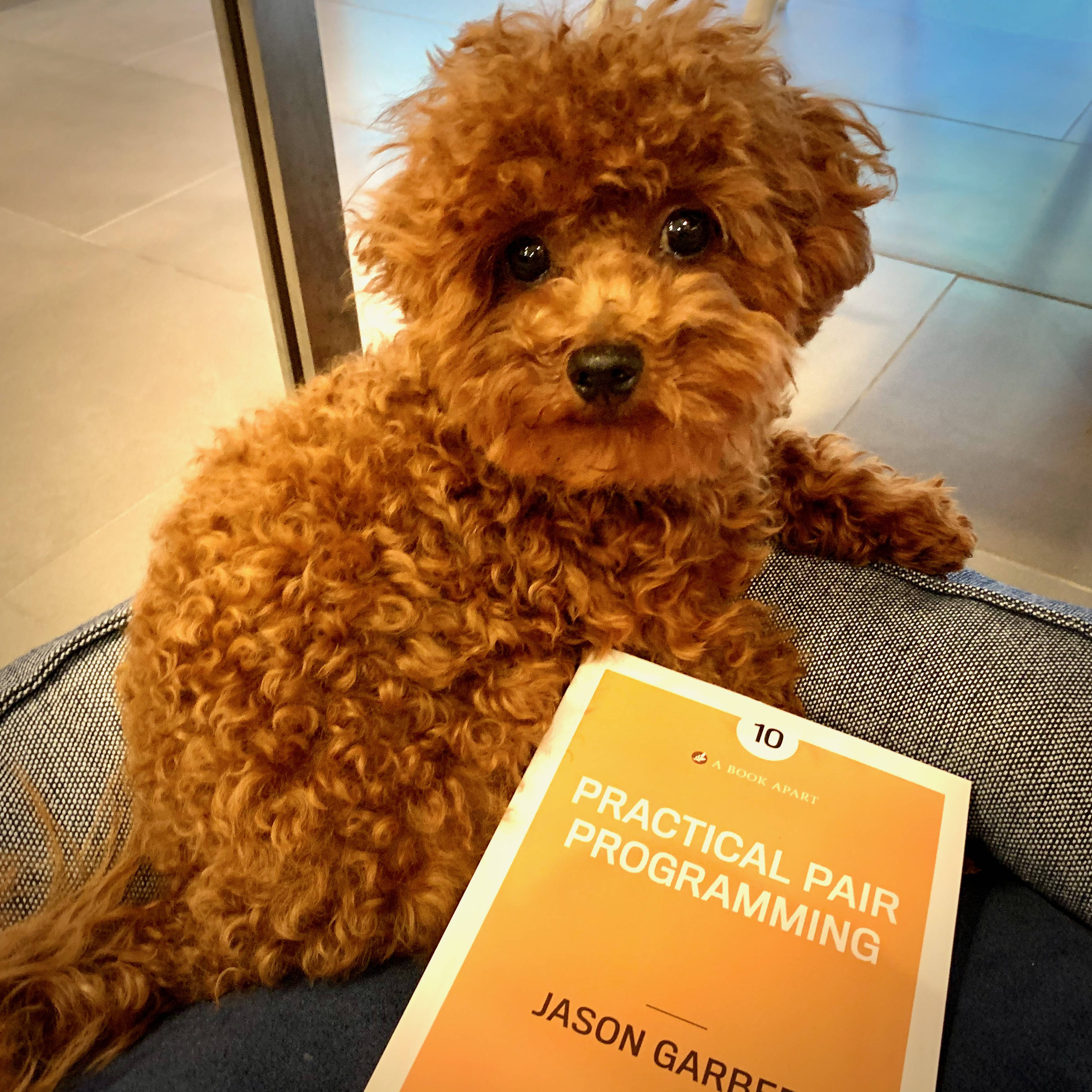 small dog and Practical Pair Programming book